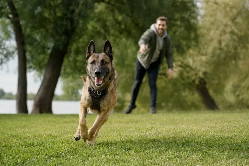 Ein vitaler Malinois läuft fröhlich über eine grüne Wiese im Park, während sein Besitzer im Hintergrund mit ihm spielt.