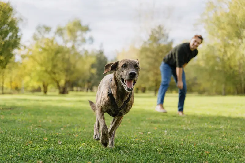 Eine fröhliche Mallorca-Dogge läuft agil über eine grüne Wiese während ihr Besitzer im Hintergrund mit ihr spielt.