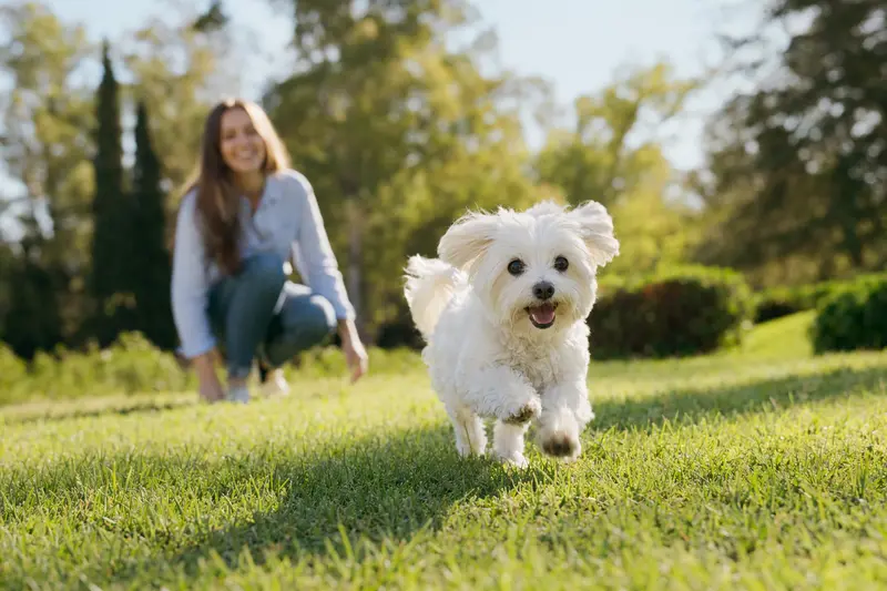 Ein fröhlicher Malteser Hund läuft ausgelassen über eine grüne Wiese, während der Besitzer mit ihm spielt.