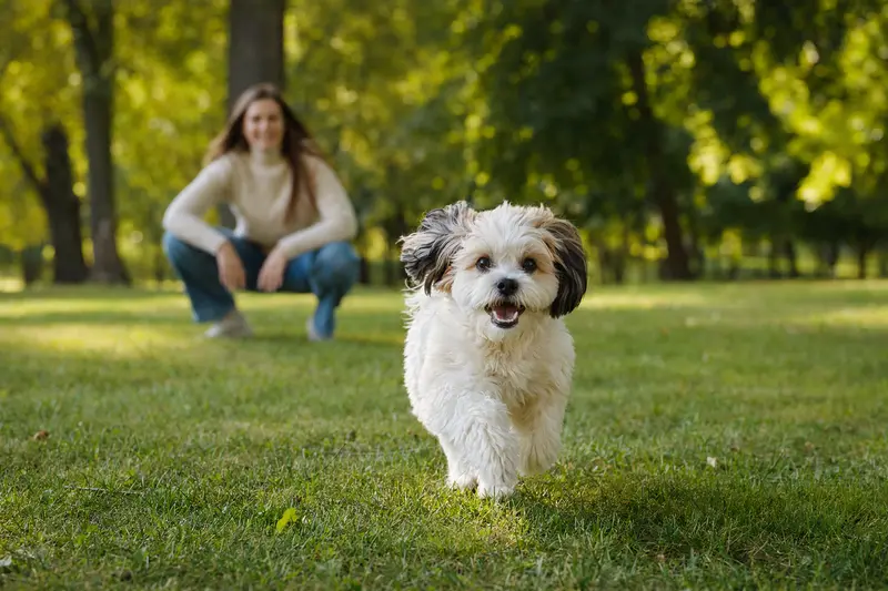 Ein energischer Markiesje Hund läuft fröhlich über eine grüne Wiese, während sein Besitzer im Hintergrund mit ihm spielt.