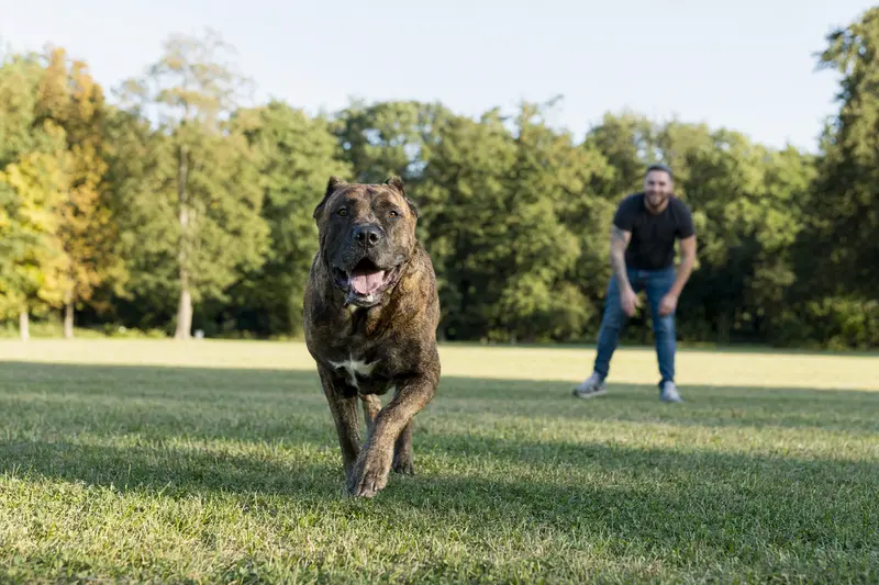 Ein vitaler Mastin Canario Hund läuft fröhlich über eine grüne Wiese, während sein Besitzer im Hintergrund mit ihm spielt, an einem sonnigen Tag.