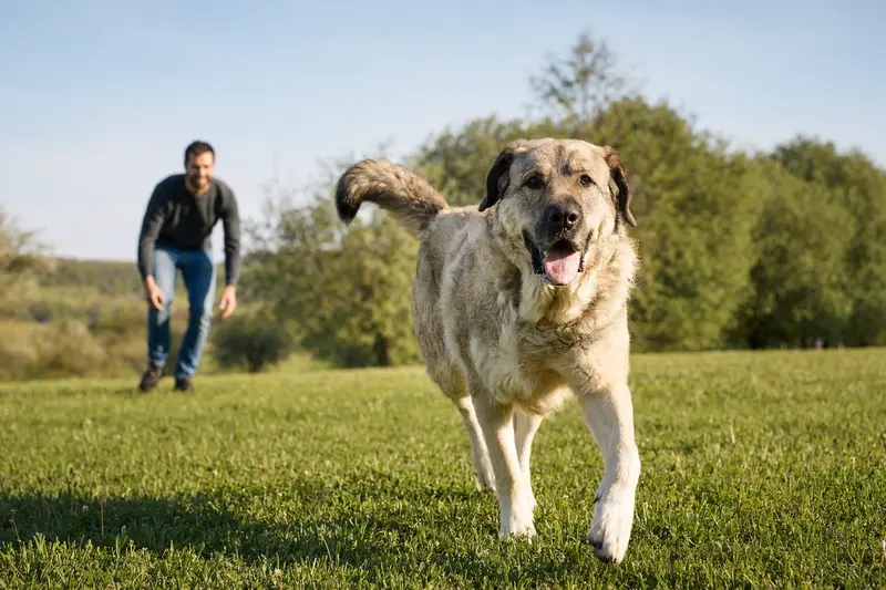 Ein glücklicher Mastin de Aragon Hund läuft über eine grüne Wiese, während sein Besitzer fröhlich mit ihm spielt.