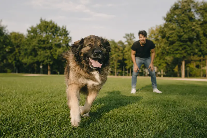 Ein vitaler Mastin Leones Hund läuft fröhlich über eine grüne Wiese, während sein Besitzer im Hintergrund mit ihm spielt.
