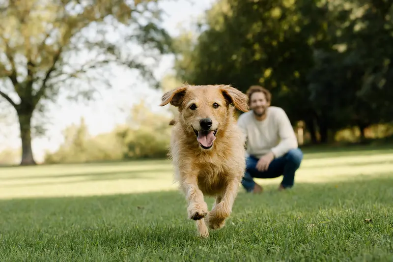 Ein fröhlicher Mayorquais Hund läuft über eine grüne Wiese, während sein Besitzer im Hintergrund mit ihm spielt.