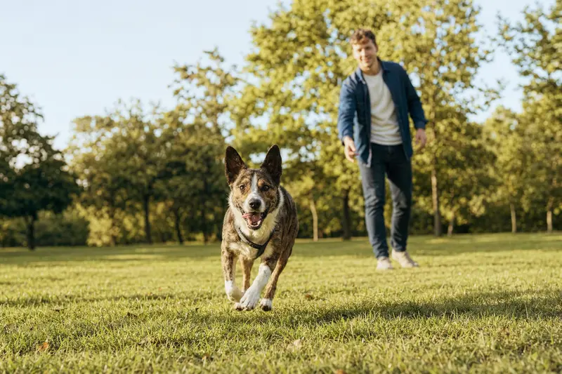 Ein fröhlicher McNab Hund rennt über eine grüne Wiese, während sein Besitzer im Hintergrund spielt.