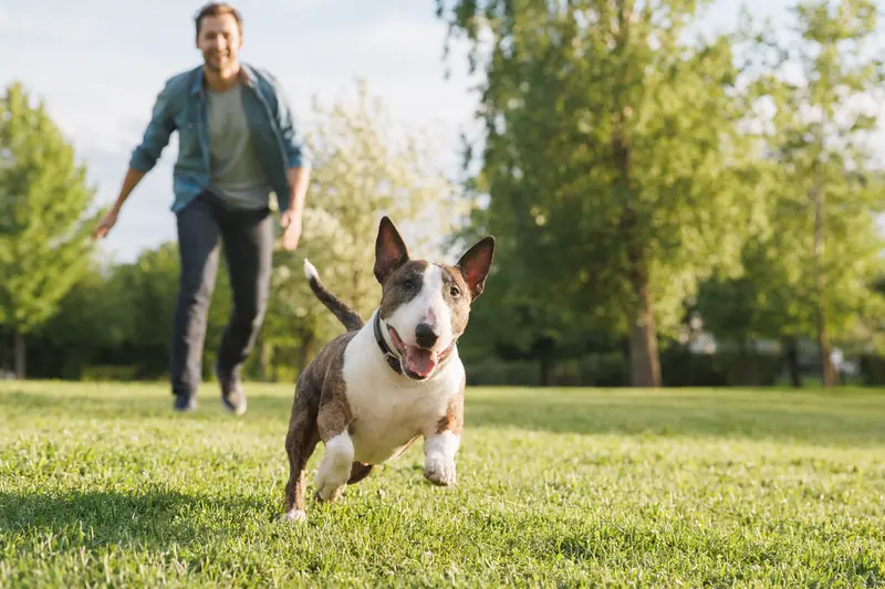 Ein fröhlicher Mini-Bullterrier läuft über eine grüne Wiese, während sein Besitzer im Hintergrund spielt.