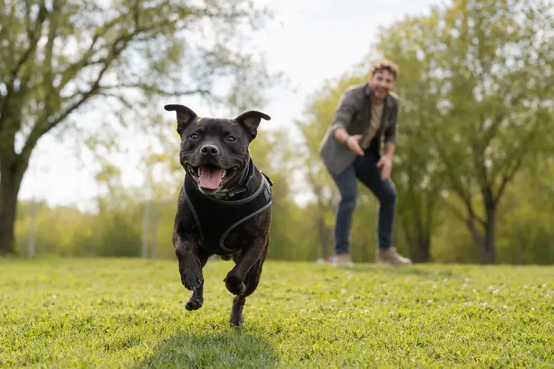 Ein gesunder Mini Staffordshire Bullterrier läuft fröhlich über eine grüne Wiese, während sein Besitzer im Hintergrund mit ihm spielt und die Sonne scheint.