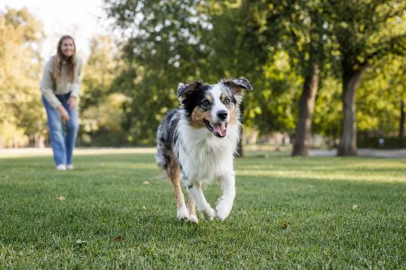 Ein vitaler Miniatur Australian Shepherd läuft fröhlich über eine grüne Wiese im Park, während sein Besitzer im Hintergrund mit ihm spielt.