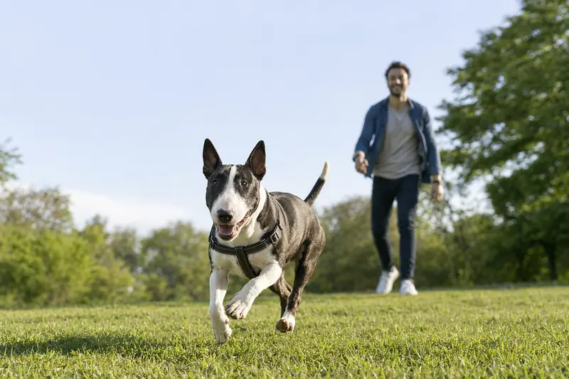 Ein fröhlicher Miniatur Bullterrier läuft über eine grüne Wiese, während sein Besitzer im Hintergrund spielt.