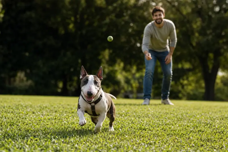 Ein Miniaturbullterrier läuft fröhlich über eine grüne Wiese, während sein Besitzer im Hintergrund spielt.