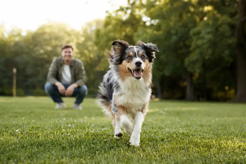 Ein fröhlicher Miniature Australian Shepherd rennt über eine grüne Wiese, während sein Besitzer im Hintergrund mit ihm spielt.