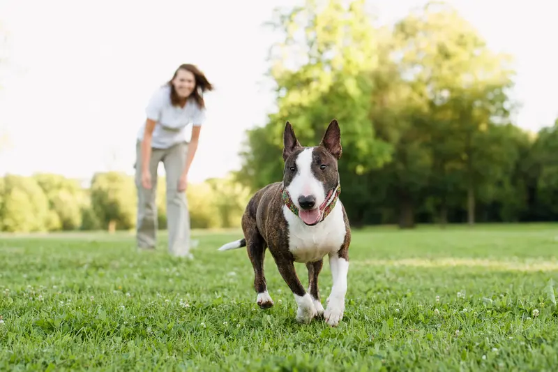Ein vitaler Miniature Bull Terrier spielt fröhlich auf einer grünen Wiese, während sein Besitzer im Hintergrund mit ihm interagiert.
