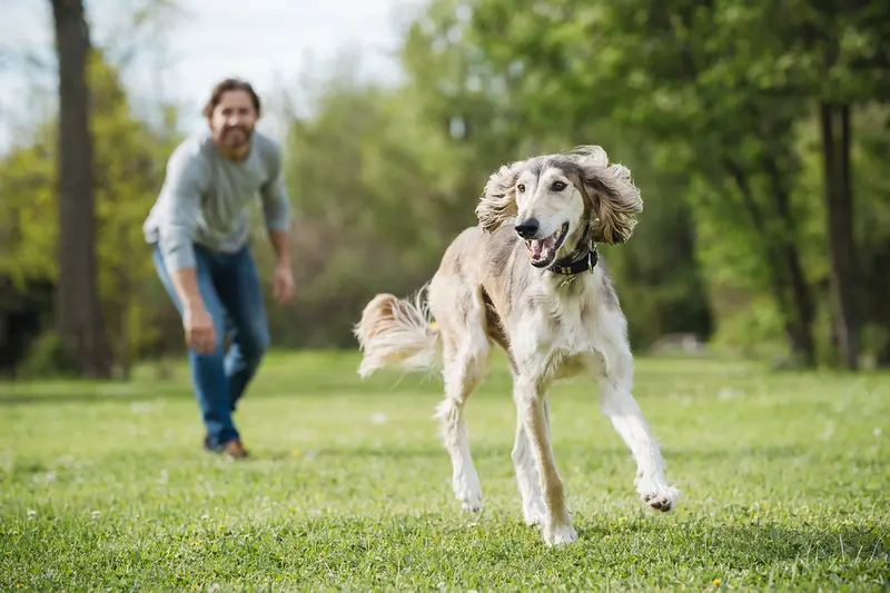 Ein vitaler Mittelasiatischer Tazi Hund spielt fröhlich in einem Park auf einer grünen Wiese.