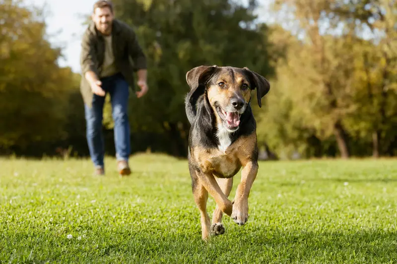 Ein fröhlicher Montenegrinischer Gebirgsbracke Hund läuft über eine grüne Wiese, während der Besitzer im Hintergrund mit ihm spielt.