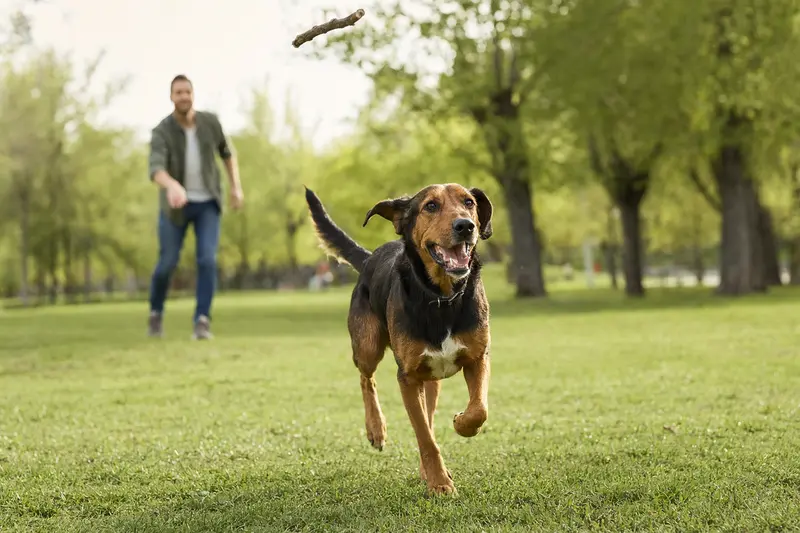 Ein fröhlicher Montenegrinischer Gebirgslaufhund läuft über eine grüne Wiese, während sein Besitzer im Hintergrund mit ihm spielt.