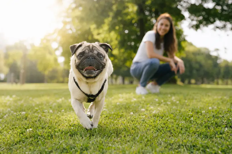 Ein fröhlicher Mops läuft über eine grüne Wiese, während sein Besitzer im Hintergrund spielt.