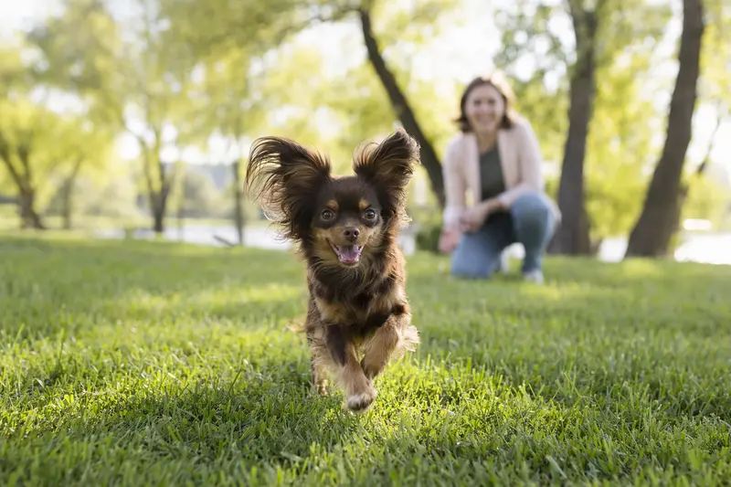 Ein Moskauer Langhaariger Toy Terrier läuft fröhlich über eine grüne Wiese, während sein Besitzer im Hintergrund mit ihm spielt.