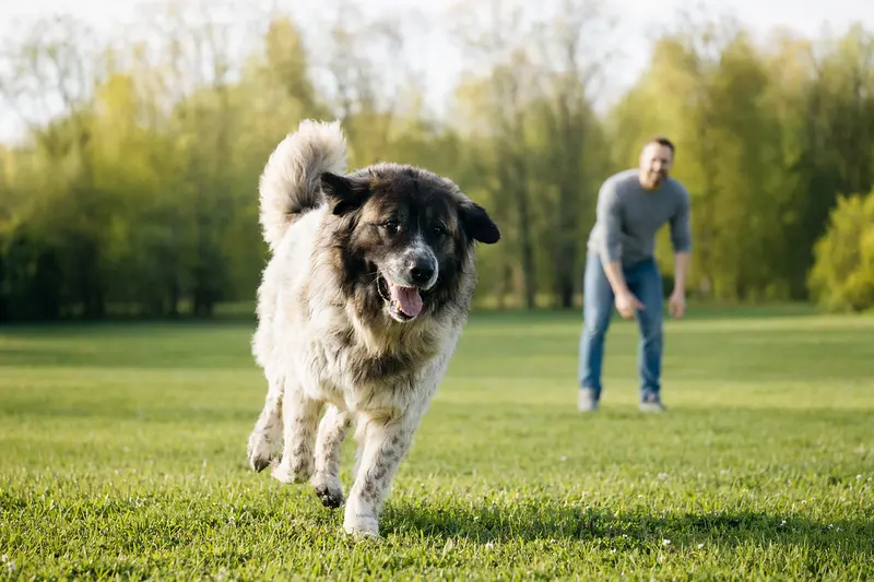 Ein fröhlicher Moskauer Wachhund läuft über eine grüne Wiese, während sein Besitzer im Hintergrund spielte.