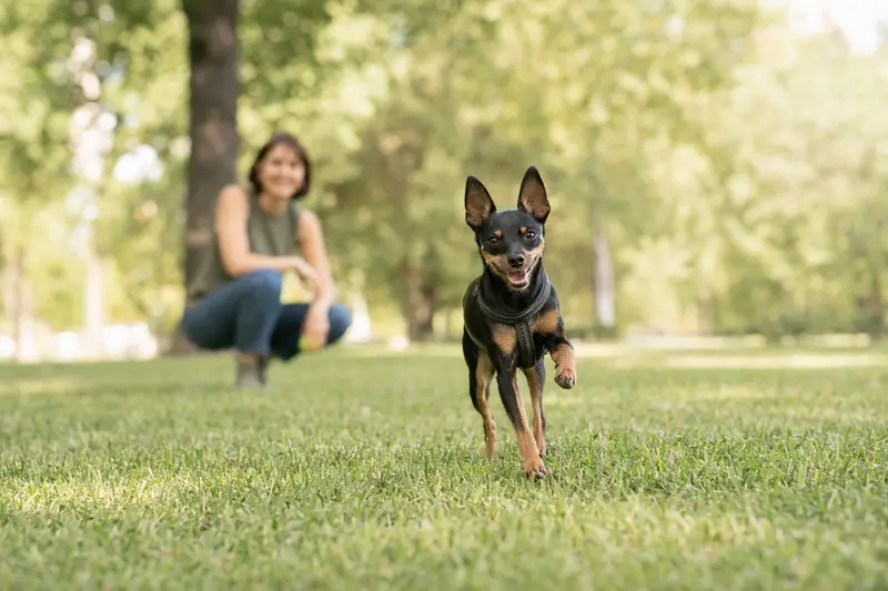 Ein lebhafter Moskauer Zwergterrier läuft fröhlich über eine grüne Wiese, während sein Besitzer mit ihm spielt.