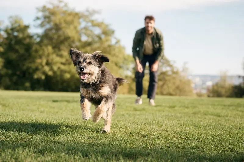 Ein fröhlicher Mucuchies Hund läuft über eine grüne Wiese, während sein Besitzer im Hintergrund spielt.