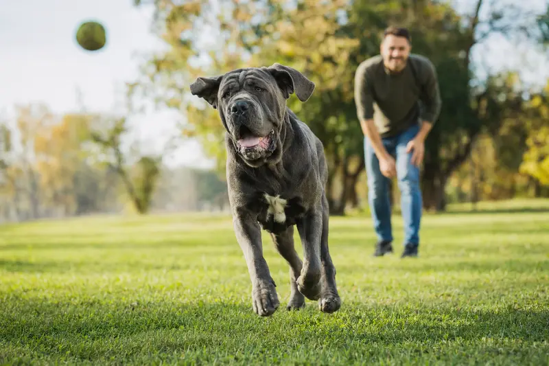 Ein vitaler Neapolitanischer Mastiff läuft fröhlich über eine grüne Wiese im Park, während sein Besitzer im Hintergrund mit ihm spielt.