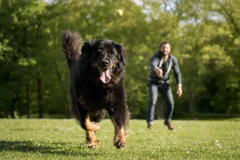 Ein Neufundländer Hund läuft glücklich über eine grüne Wiese, während sein Besitzer im Hintergrund spielt.