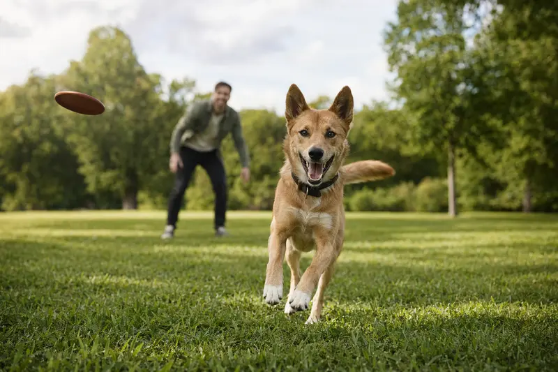 Ein lebhafter Neuguinea-Dingo Hund läuft fröhlich über eine grüne Wiese, während sein Besitzer im Hintergrund spielt.