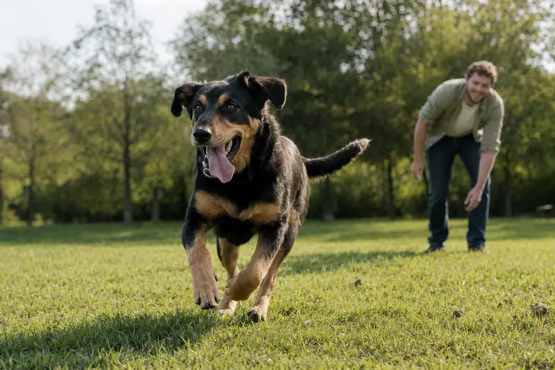 Ein vitaler Neuseeländer Huntaway Hund läuft fröhlich über eine grüne Wiese, während sein Besitzer im Hintergrund spielt.