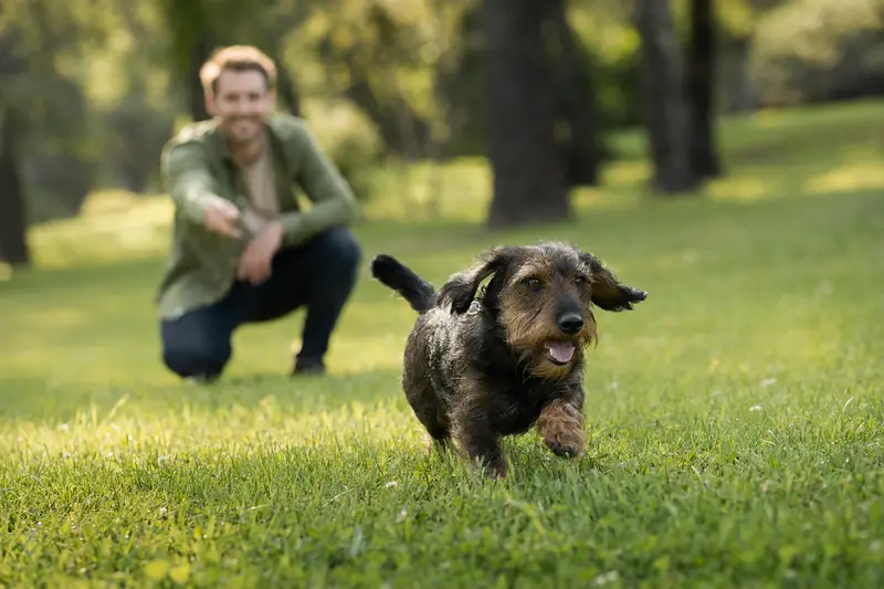 Ein froher Niederlaufhund läuft energisch über eine grüne Wiese, während sein Besitzer im Hintergrund mit ihm spielt.