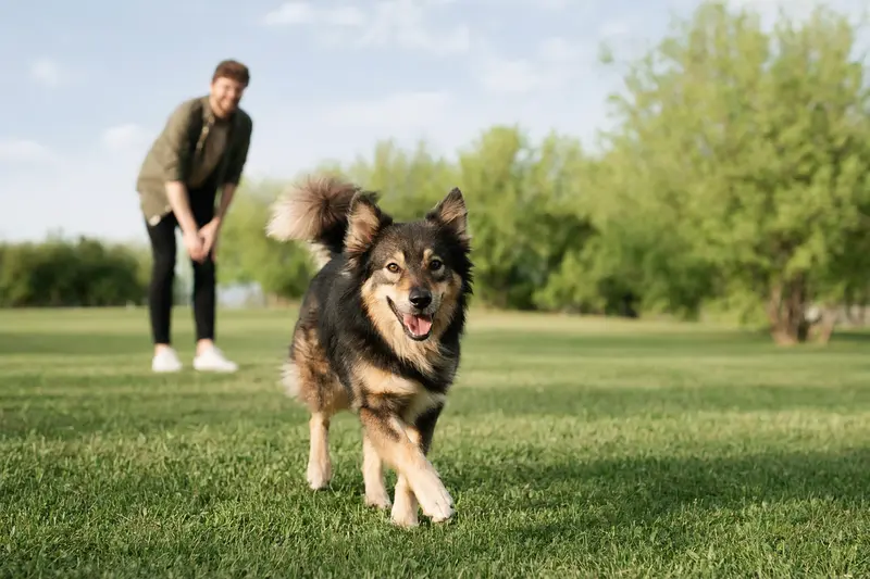 Ein vitaler Norbottenspitz läuft fröhlich über eine grüne Wiese im Park, während sein Besitzer im Hintergrund mit ihm spielt.