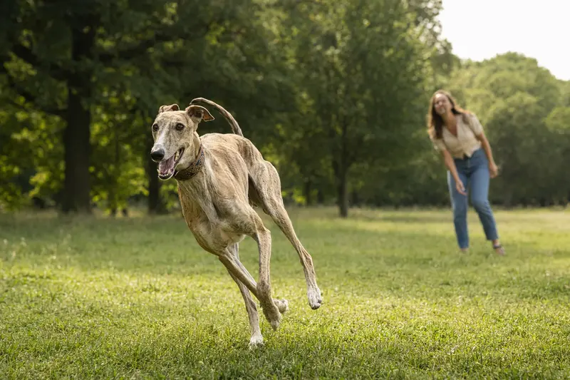 Ein vitaler Nordafrikanischer Windhund läuft fröhlich über eine grüne Wiese im Park, während sein Besitzer im Hintergrund mit ihm spielt.