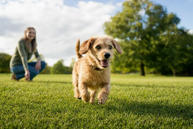 Ein fröhlicher Norfolk Spaniel läuft über eine grüne Wiese, während sein Besitzer im Hintergrund spielt.
