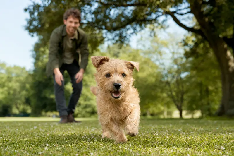Ein vitaler Norfolk-Terrier läuft fröhlich über eine grüne Wiese, während sein Besitzer spielerisch im Hintergrund agiert.