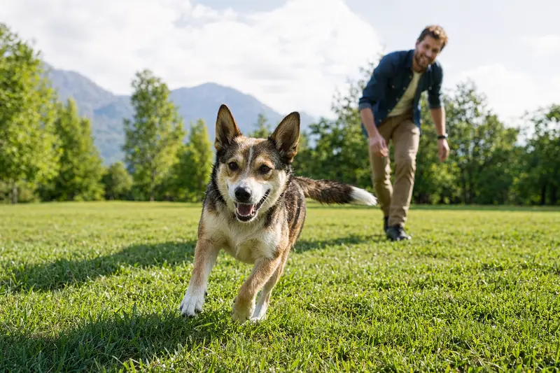 Ein fröhlicher Norsk Lundehund läuft lebhaft über eine grüne Wiese, während sein Besitzer im Hintergrund mit ihm spielt.
