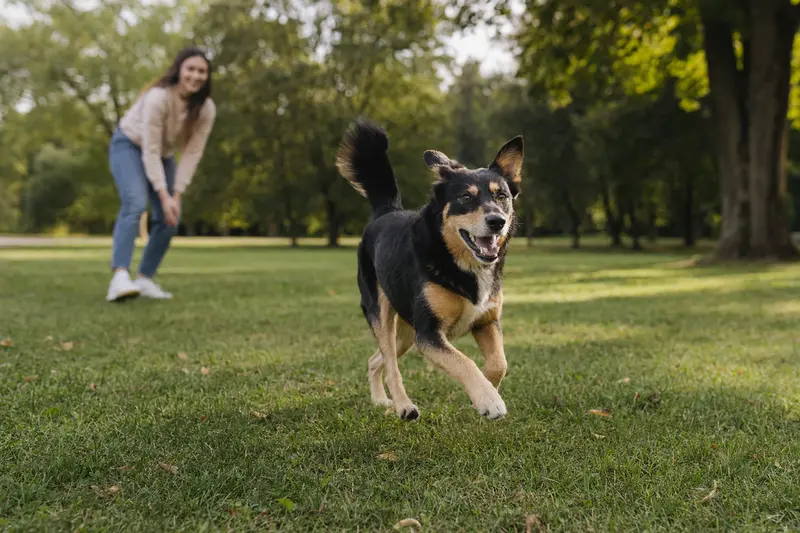 Ein vitaler North American Native Dog läuft fröhlich über eine grüne Wiese im Park, während sein Besitzer im Hintergrund mit ihm spielt.