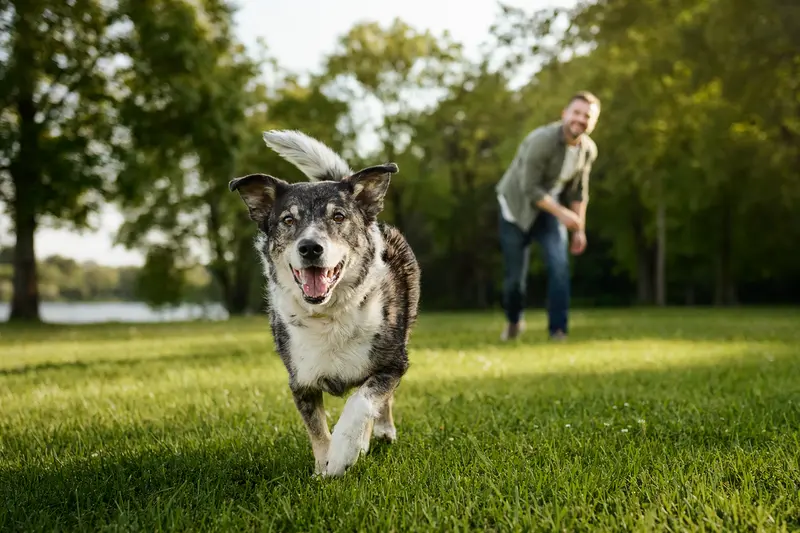 Ein vitaler Norwegian Hound Hund läuft fröhlich über eine grüne Wiese, während sein Besitzer im Hintergrund mit ihm spielt.