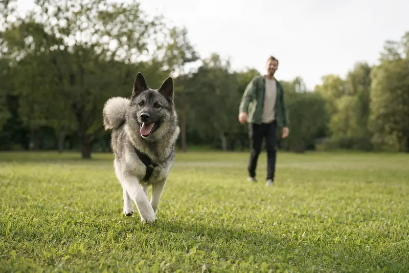 Ein fröhlicher Norwegischer Elchhund läuft über eine grüne Wiese, während sein Besitzer im Hintergrund spielt.