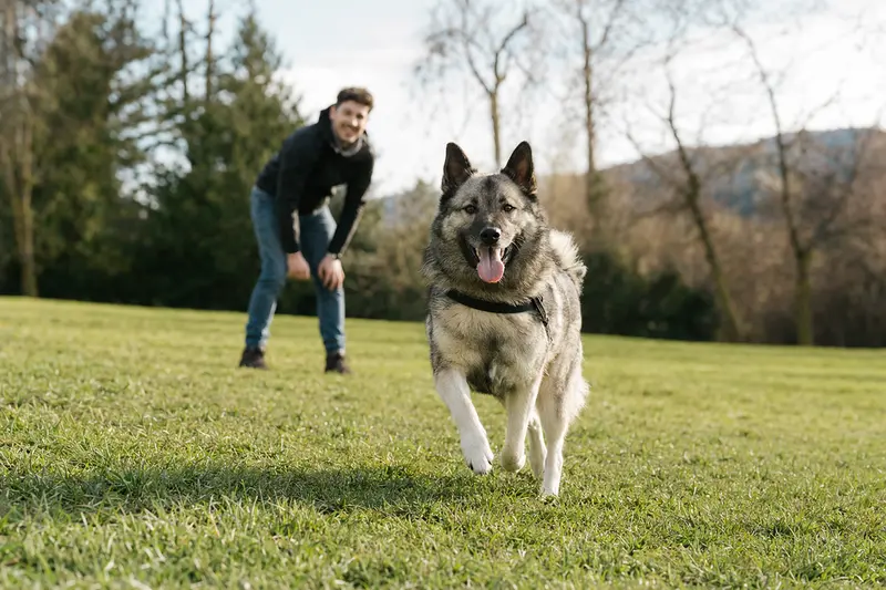 Ein fröhlicher Norwegischer Elchhund läuft über eine grüne Wiese, während sein Besitzer im Hintergrund mit ihm spielt.