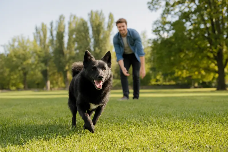 Ein vitaler schwarzer Norwegischer Elchhund läuft fröhlich über eine grüne Wiese im Park, während sein Besitzer im Hintergrund mit ihm spielt.
