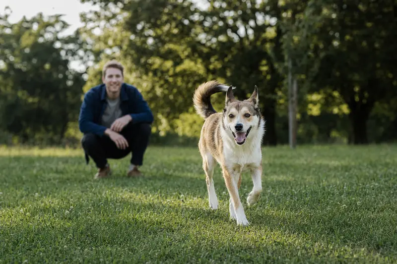 Ein Norwegischer Lundehund läuft fröhlich über eine grüne Wiese, während sein Besitzer im Hintergrund mit ihm spielt.