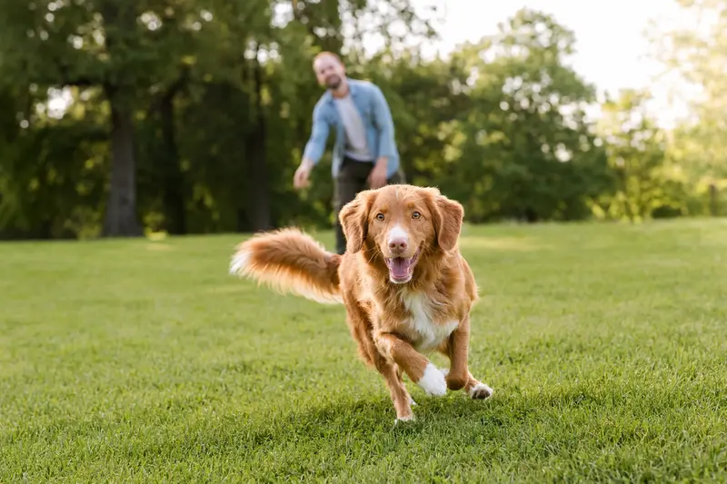 Ein vitaler Nova Scotia Duck Tolling Retriever läuft fröhlich über eine grüne Wiese im Park, während sein Besitzer im Hintergrund mit ihm spielt.