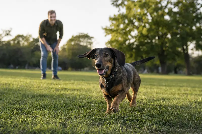 Ein vitaler Österreichische Dachsbracke Hund läuft fröhlich über eine grüne Wiese im Park, während sein Besitzer im Hintergrund mit ihm spielt.