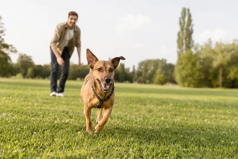 Ein fröhlicher Österreichischer Pinscher läuft gesund und aktiv über eine grüne Wiese im Park, während sein Besitzer im Hintergrund mit ihm spielt.