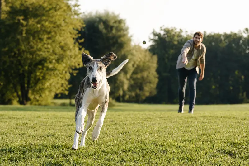 Ein vitaler Ogar Polski Hund läuft fröhlich über eine grüne Wiese im Park, während sein Besitzer im Hintergrund mit ihm spielt.