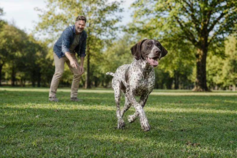 Ein Old Spanish Pointer läuft fröhlich über eine grüne Wiese im Park, während sein Besitzer im Hintergrund mit ihm spielt.