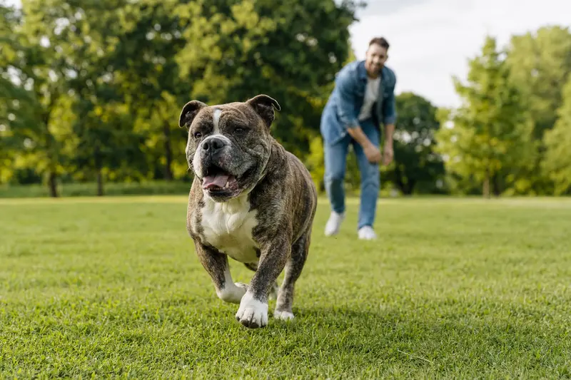 Ein vitale Olde English Bulldogge läuft fröhlich über die grüne Wiese, während sein Besitzer im Hintergrund spielt.