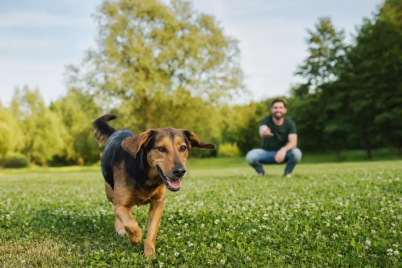 Ein fröhlicher Olper Bracke Hund spielt auf einer Wiese mit seinem Besitzer an einem sonnigen Tag.