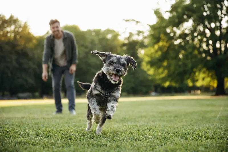 Ein vitaler Oskai Hund läuft fröhlich über eine grüne Wiese im Park, während sein Besitzer im Hintergrund mit ihm spielt.