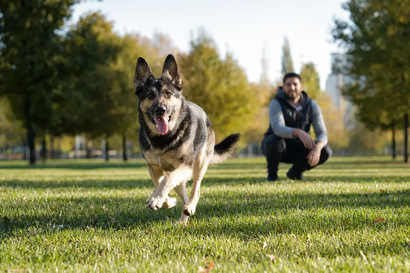 Ein vitaler Osteuropäischer Schäferhund läuft fröhlich über eine grüne Wiese im Park, während sein Besitzer im Hintergrund mit ihm spielt.