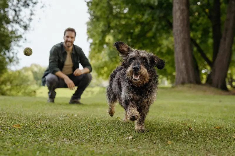 Ein fröhlicher Otterhund läuft über eine grüne Wiese, während sein Besitzer im Hintergrund spielt.